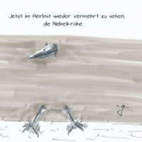 Nebelkrähe