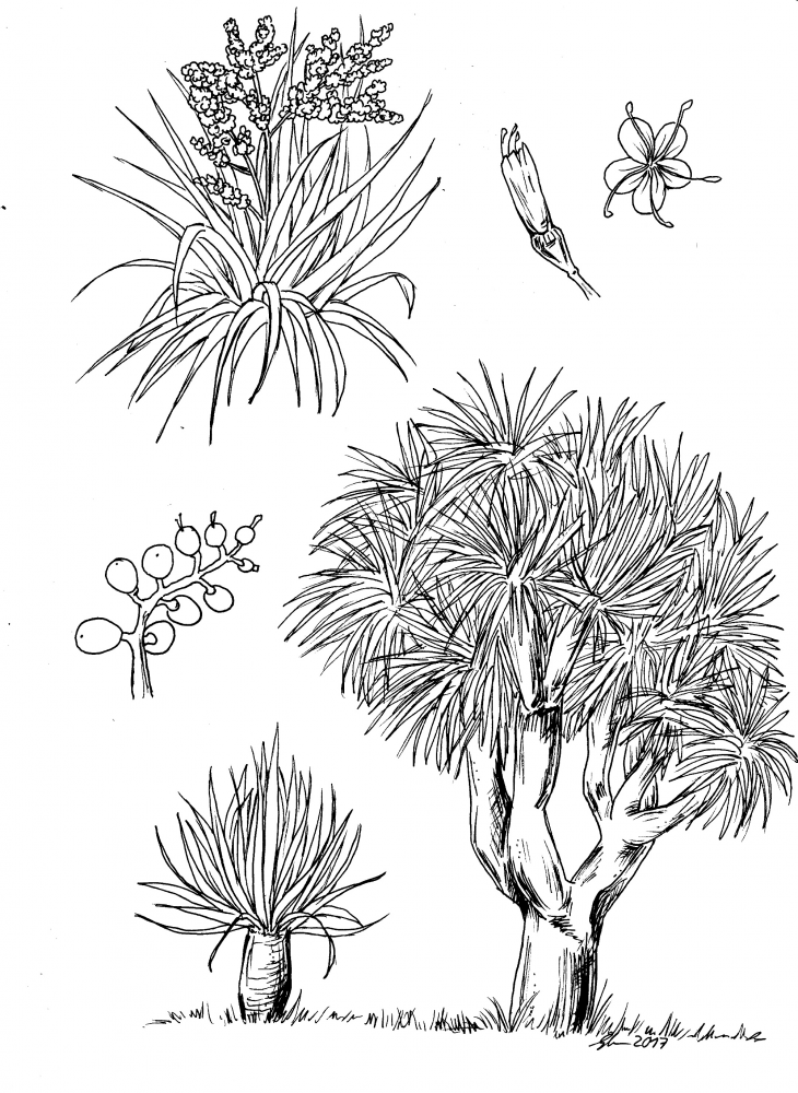 Anderes: Kanarischer Drachenbaum 1