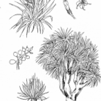 Kanarischer Drachenbaum