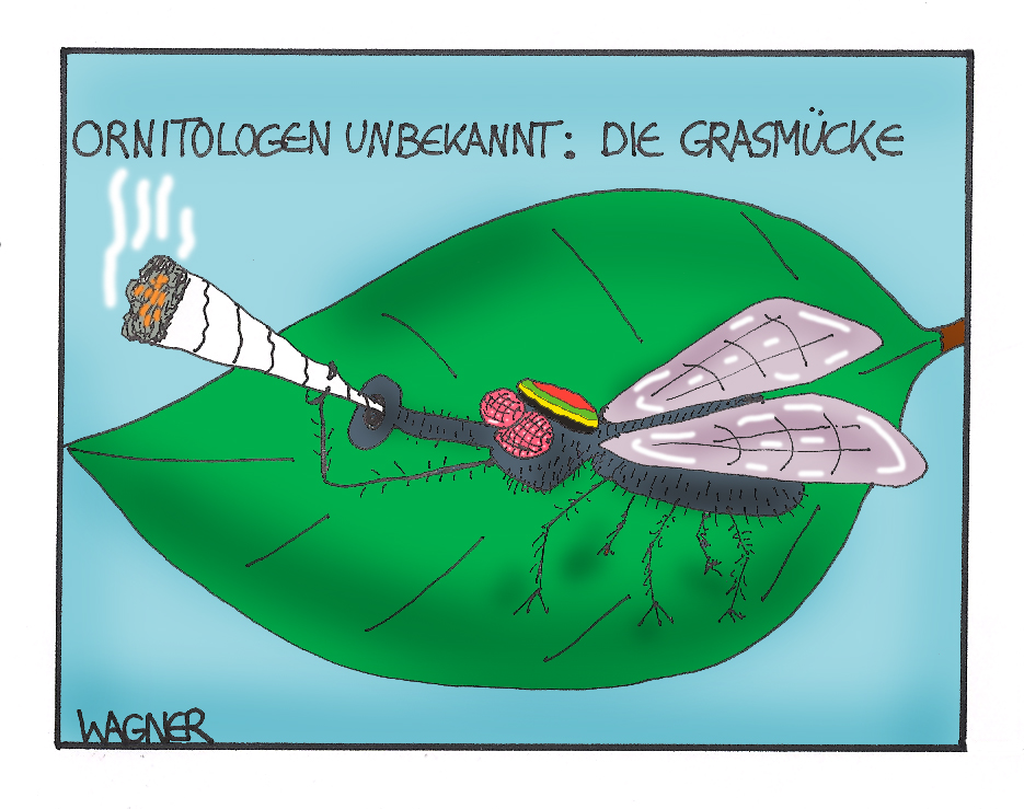 Cartoon: Mücke... 1