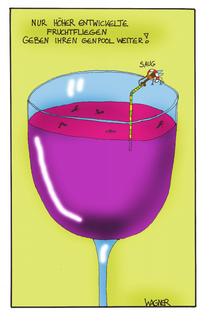 Comic: Drosophila melanogaster 1