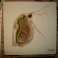 Daphnia Pulex (Wasserfloh)