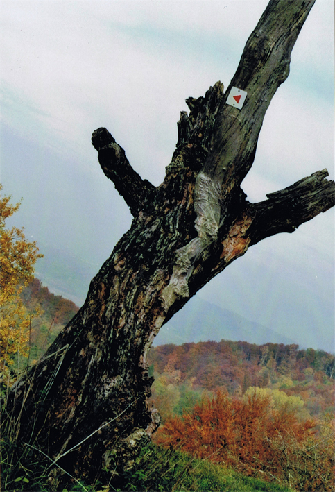 Anderes: Fotografien: Herbst.o0analog 1