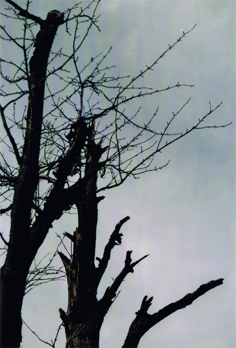 Anderes: Fotografien: Herbst.o0analog 2