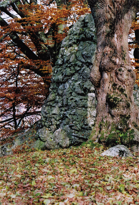 Anderes: Fotografien: Herbst.o0analog 3