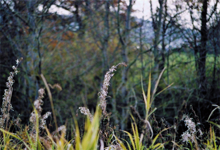 Anderes: Fotografien: Herbst.o0analog 7