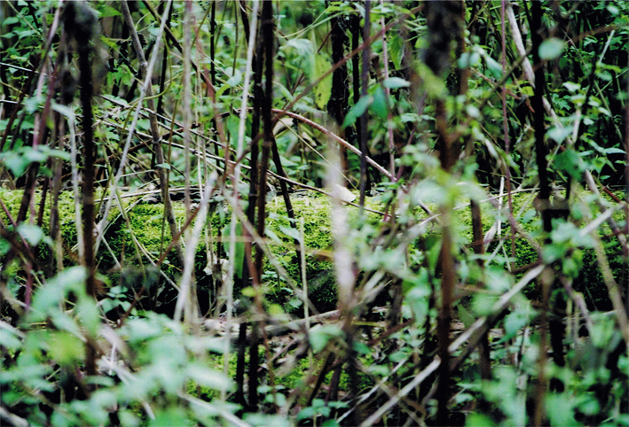Anderes: Fotografien: Herbst.o0analog 9