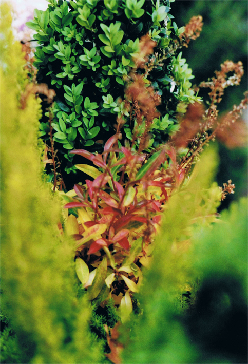 Anderes: Fotografien: Herbst.o0analog 11
