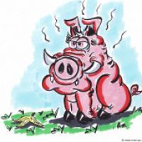 KEINE Schweinegrippe!