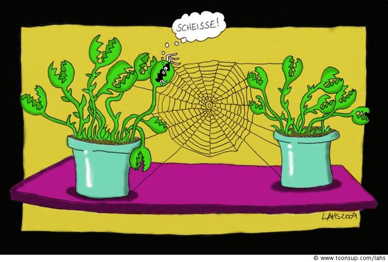Cartoon: Dumme Spinne 1