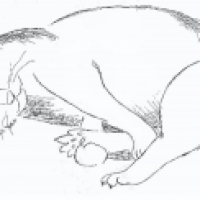 Katze