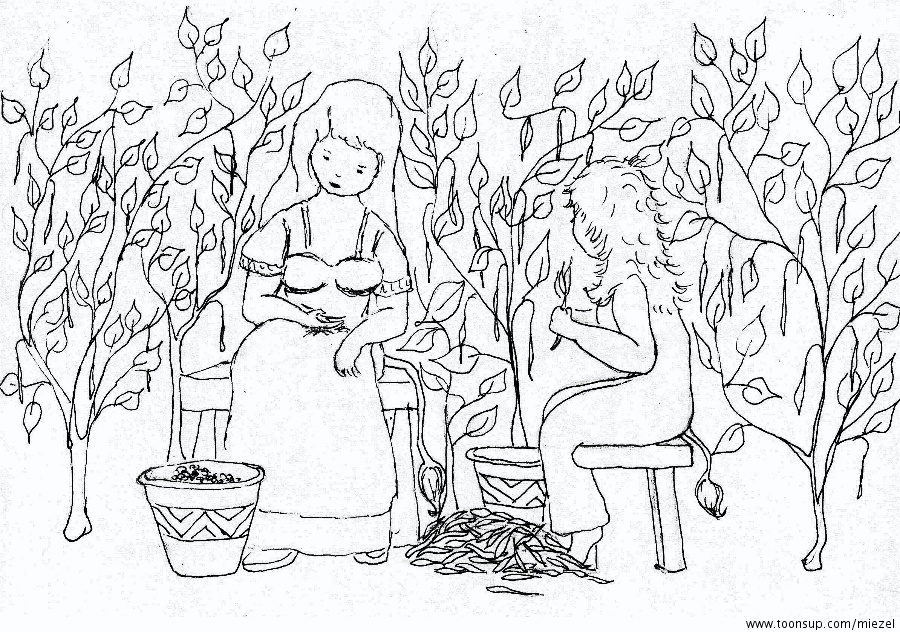 Illustration: Feuerbohnenernte 2