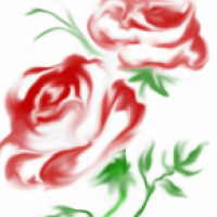 erste Versuchsrose