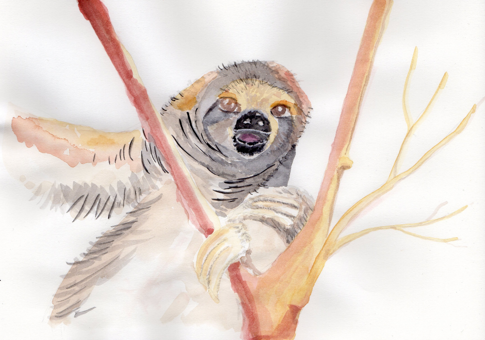 Illustration: Faultierig 1