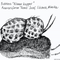 Erdnuss 'Hilmar Kopper'