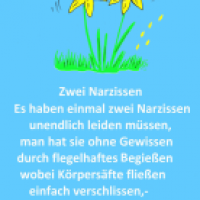 Zwei Narzissen