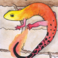 Feuersalamander