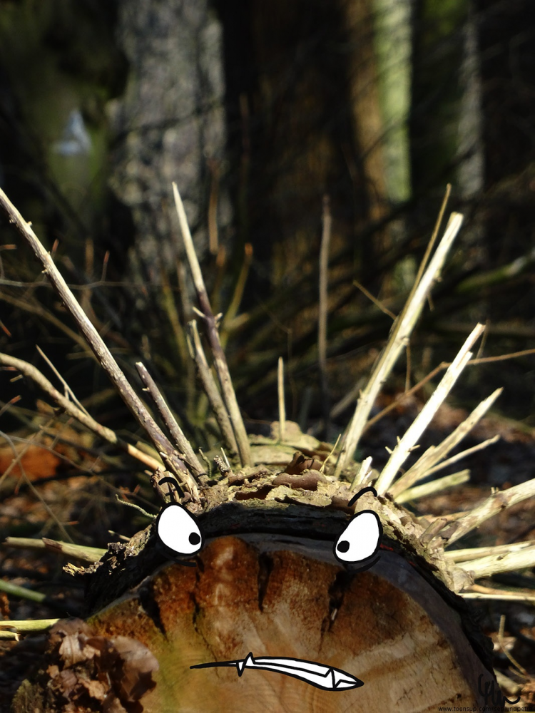 Illustration: Aus dem Wald in die Welt 4