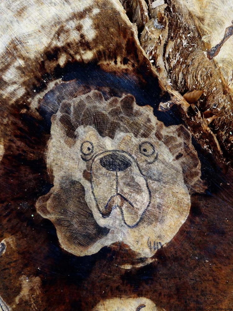 Illustration: Baumstumpfbär 2