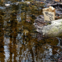 Waldbadsprungtürme