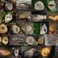 Waldpaper