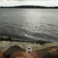 Steinmaus am Wasser
