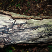 Gruselwald