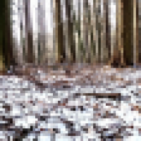 Winterwald mit...