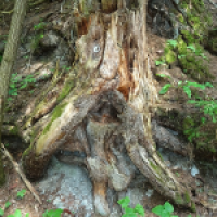 alter Waldgeist