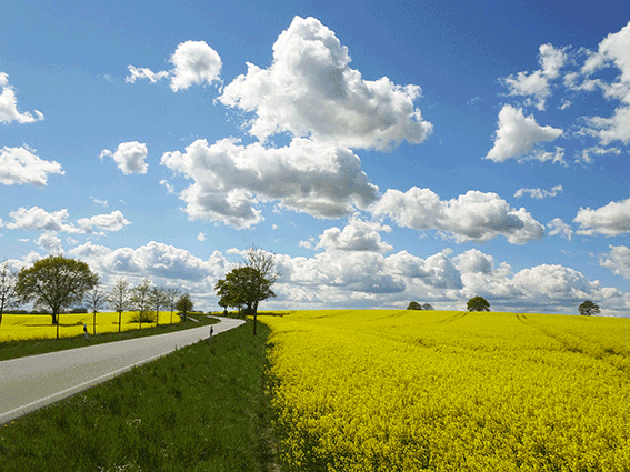 Animation: Rapsfeld in Angeln 1