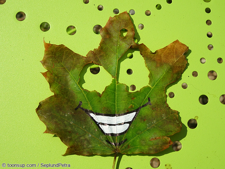 Illustration: Ein Blatt - verschiedene Ansichten 1