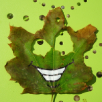 Ein Blatt - verschiedene Ansichten
