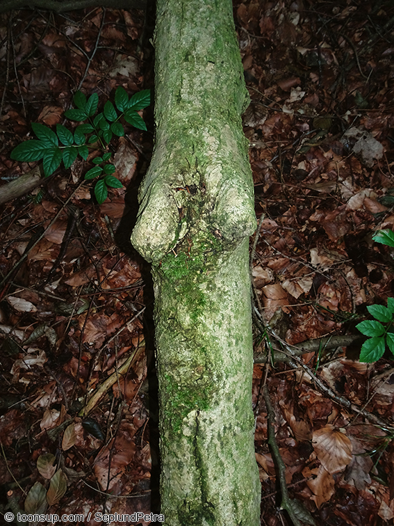 Photo: Waldfundstück 1