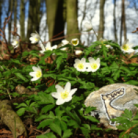 Frühlingsgruss mit Buschwindröschen