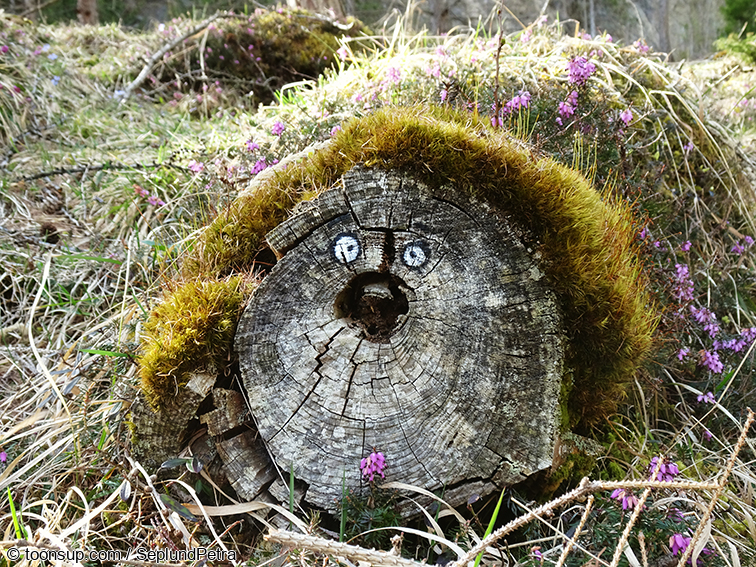 Illustration: Alpine Frühlingswerke (kleine Auswahl) 1