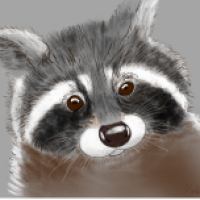 Waschbär