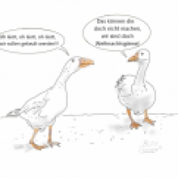 Arme Gänse
