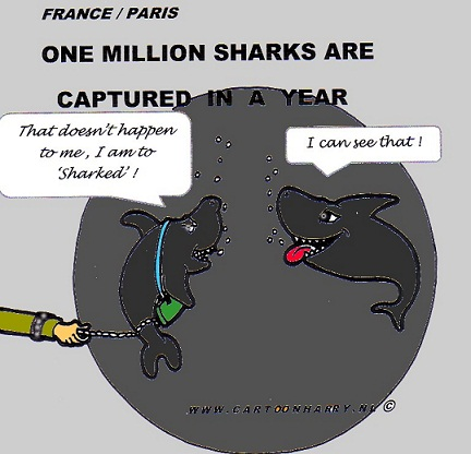 Cartoon: Very Sharked - Sharp 1