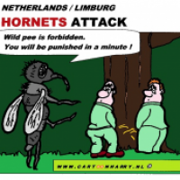 Hornets Attack