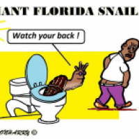 Giant Florida Snail