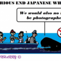 Japanese Whaling End