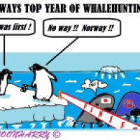 Norwegian Whalehunting