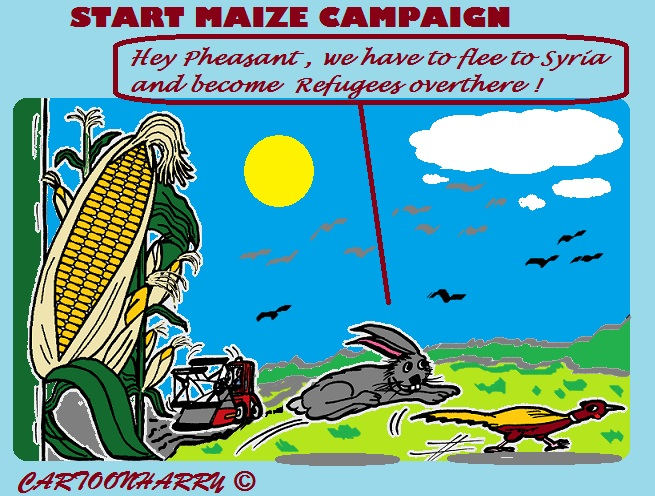 Cartoon: Start Maize Campaign 1