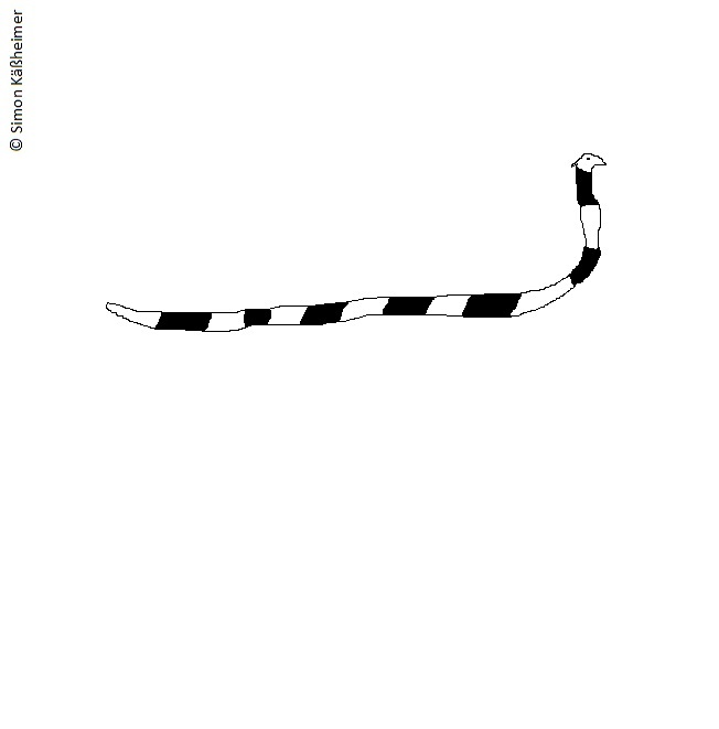 Anderes: Der Zebrawurm 1
