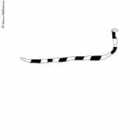 Der Zebrawurm