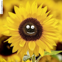 Sonnflower