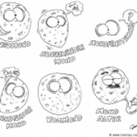 BAA Mondphasen
