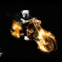 Ghost-Dog
