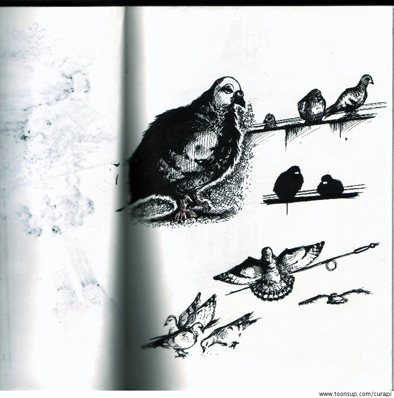 Illustration: Tauben des Todes! 5