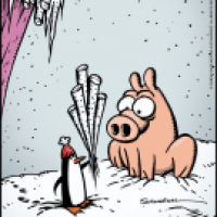 Schweinevogel Valentinstag